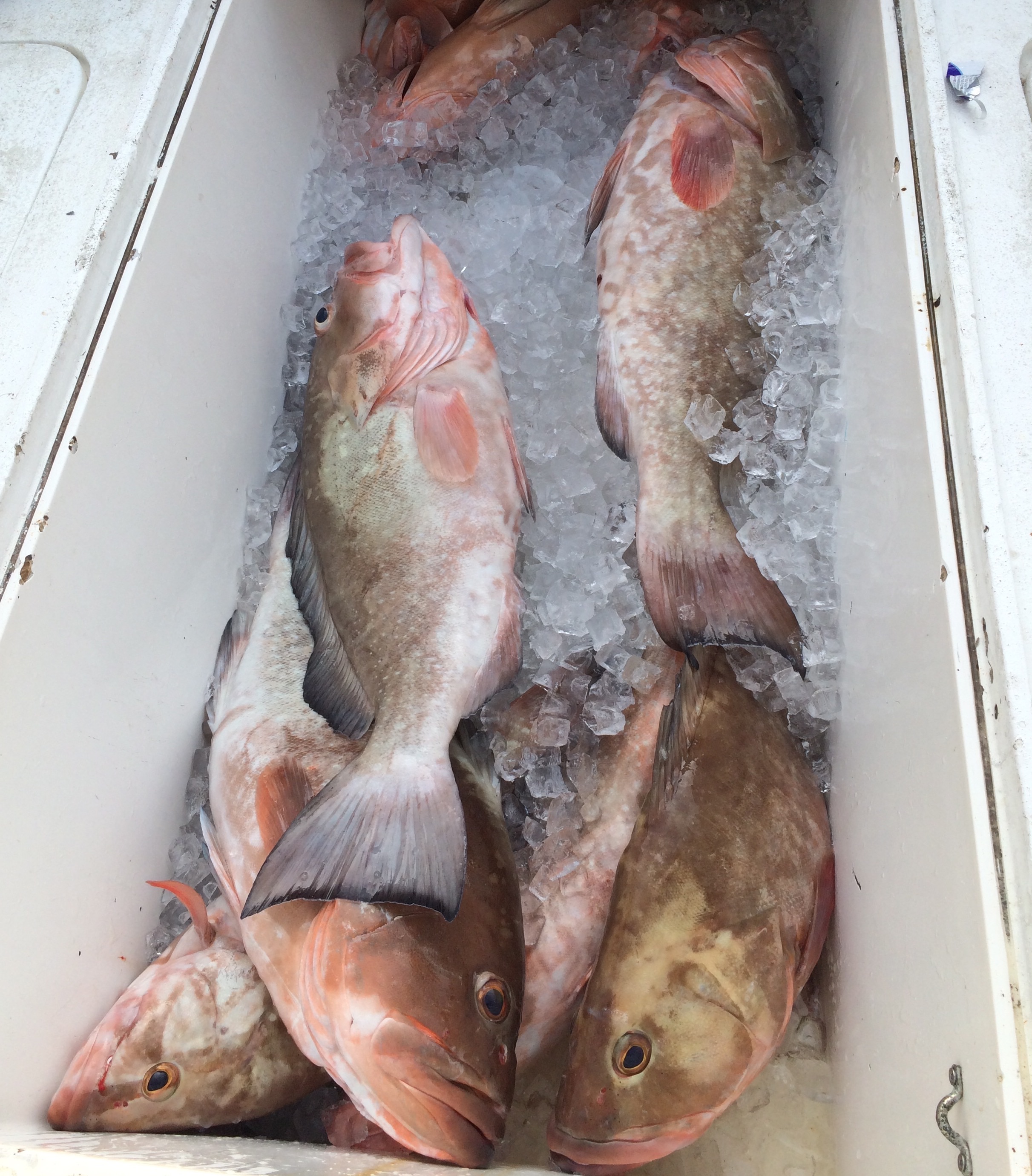 Cooler full of red grouper