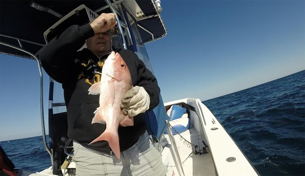 American Red Snapper - Johns Pass 